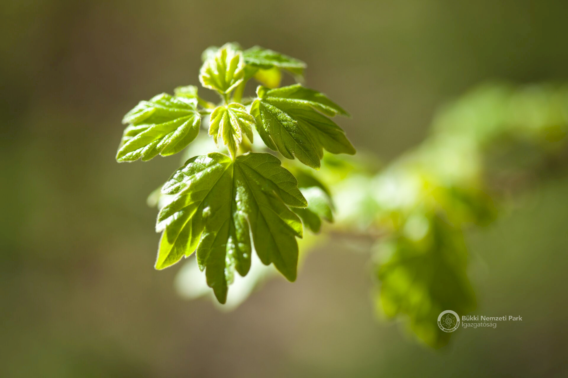 06 Mezei juhar levele készül