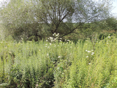                                                                                                                                 