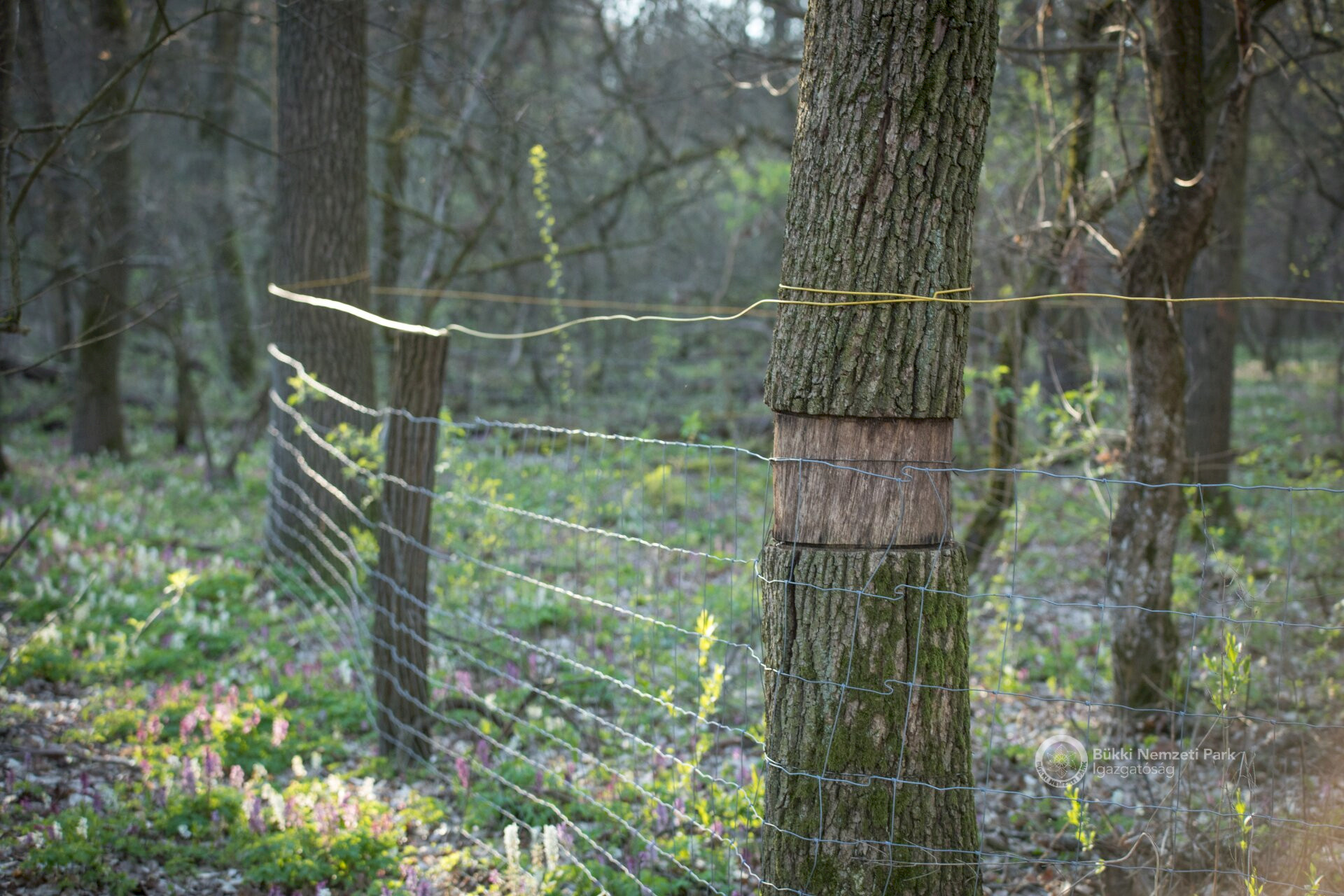 10 Vadvédelmi kerítés a lék körül