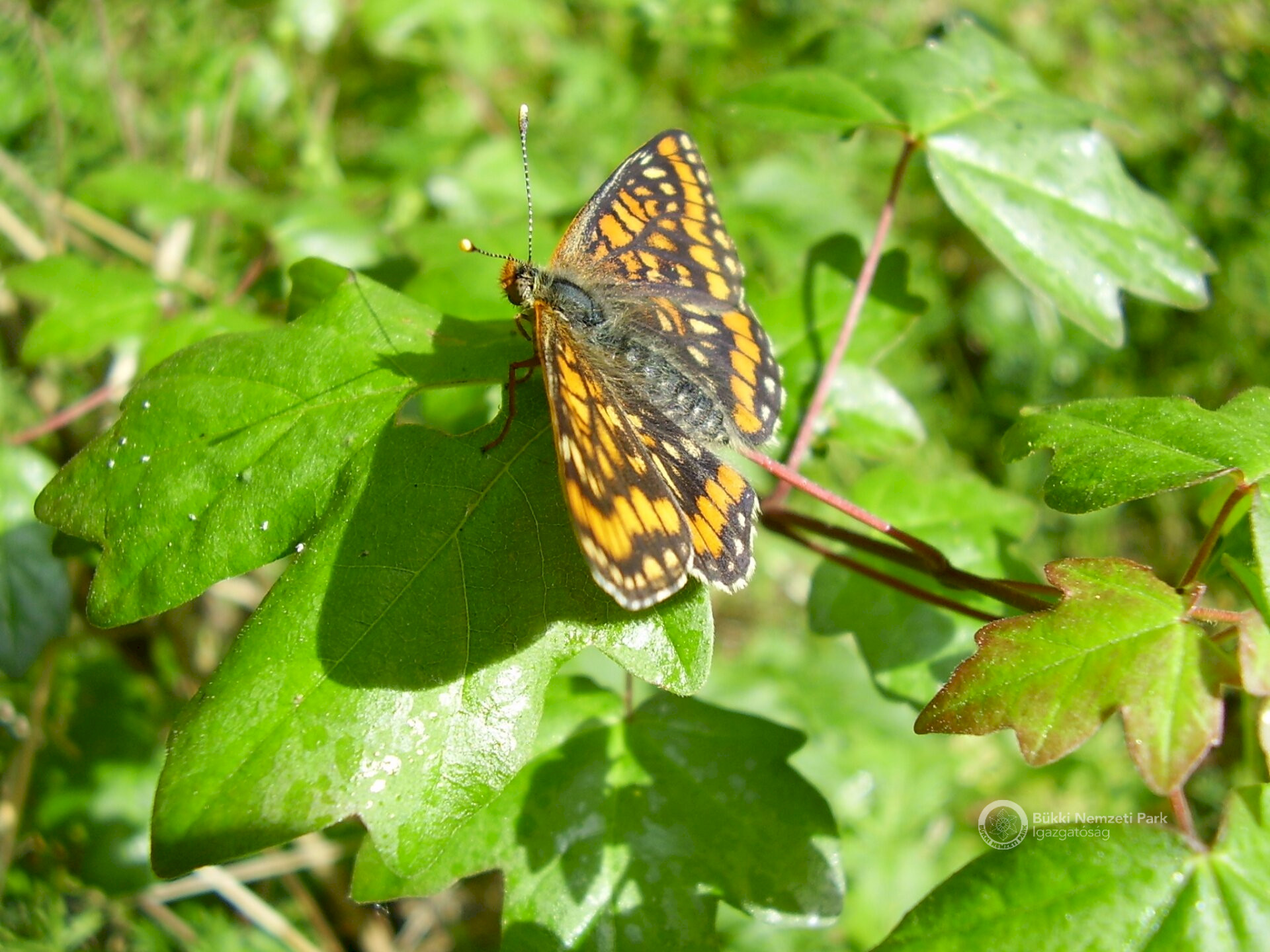 13 Díszes tarkalepke