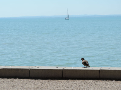                                                                                                                                 