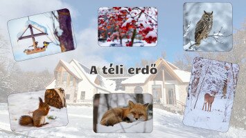 A téli erdő - természetismereti foglalkozások óvodásoknak a Harkály Házban