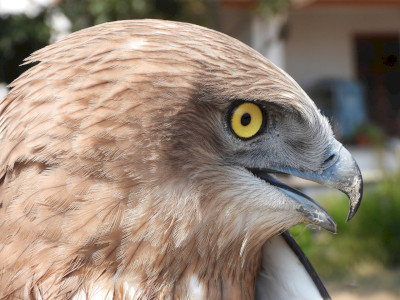 Kígyászölyv (Circaetus gallicus)