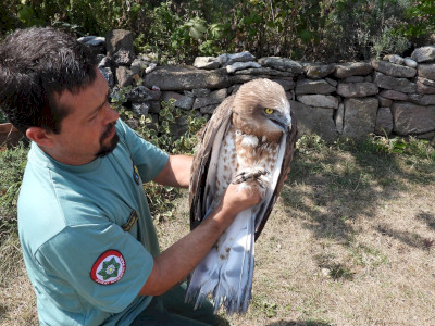 Galeria1_serult_madar