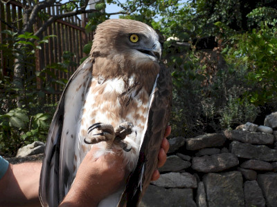 Galeria2_serult_madar