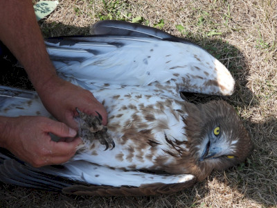 Galeria4_serult_madar