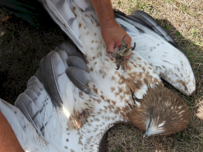 Galeria5_serult_madar