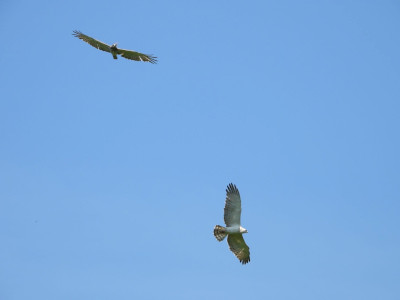 Territorium_foglalo_par_a_Bukkaljan1