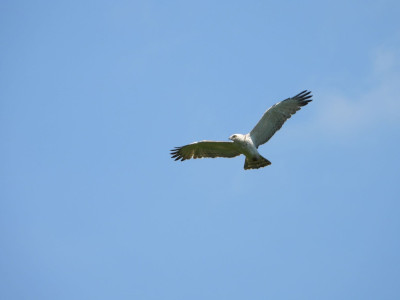 Territorium_foglalo_par_a_Bukkaljan2