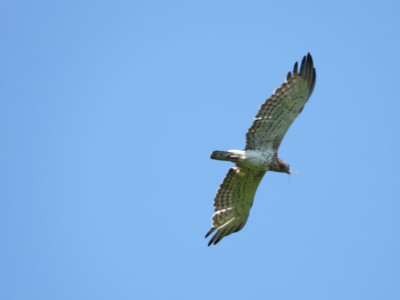 Territorium_foglalo_par_a_Bukkaljan3