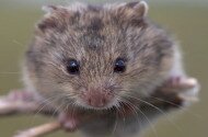 Természetmegőrzési Műhely: A hazai 