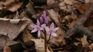 Új természetvédelmi célkitűzés: a nyugati csillagvirág (Scilla drunensis) védelme a Mátrában