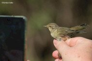 Októberi madárgyűrűzés a Szitakötő Háznál