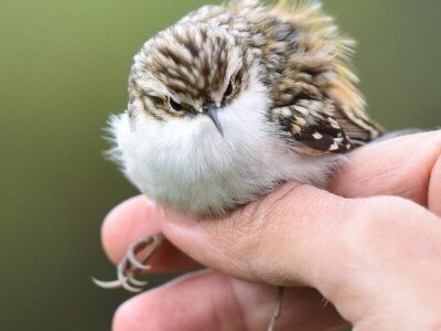 hegyi_fakusz_Pasztor Zoltan