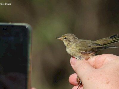 csilp_csalp_Kovacs Csaba