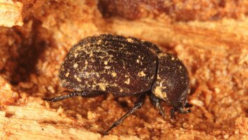 Egy hét egy faj 11. - A 40 éves Mátrai Tájvédelmi Körzetet ünnepeljük