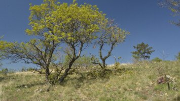 Egy hét egy faj 2. - a 40 éves Mátrai Tájvédelmi Körzetet ünnepeljük