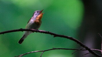 Egy hét egy faj 8. - A 40 éves Mátrai Tájvédelmi Körzetet ünnepeljük
