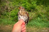 Évindító madárgyűrűzés Jávorkúton