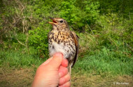 Évindító madárgyűrűzés Jávorkúton