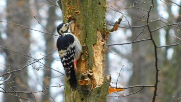 fehérhátú fakopáncs, harkály, bnpi, bükki nemzeti park igazgatóság