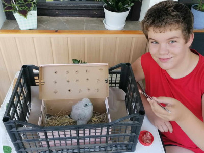 2. kép_Talált fióka etetés közben (2. nap)