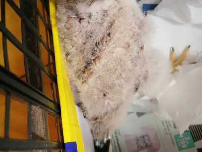 3. kép_Talált fióka 3. napja