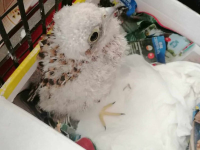 4. kép_Talált fióka 5. napja