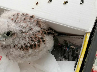 5. kép_Talált fióka 7. napja