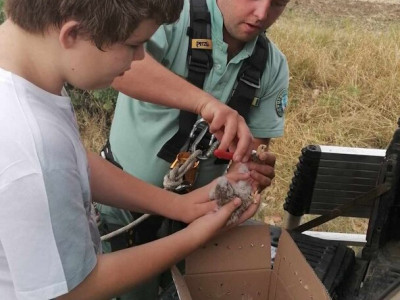 8. kép_ A talált fióka gyűrűzése 1
