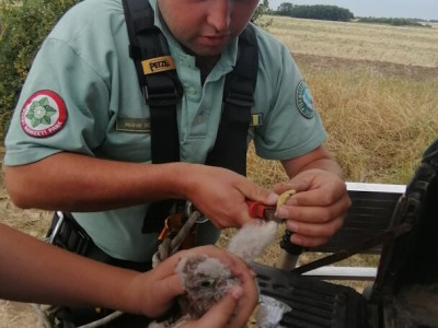 9. kép_ A talált fióka gyűrűzése 2