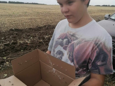 11. kép_Szomorú, de szükséges búcsú a fiókától