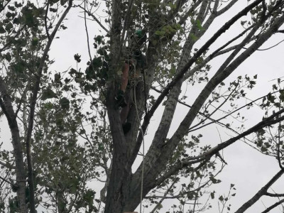 18. kép_A fióka egy biztonságos dobozban 1