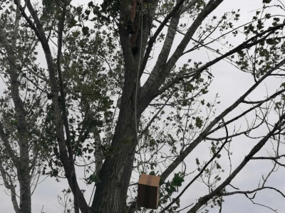 20. kép_ A sérült fióka leengedése a dobozban
