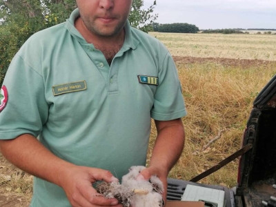 21. kép_A sérült fióka megvizsgálása