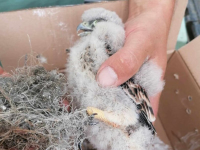 23. kép_Bálamadzag okozta sérülés 2