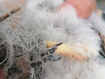 25. kép_Bálamadzag okozta sérülés 4