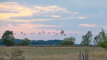 Hol vannak a darvaink?