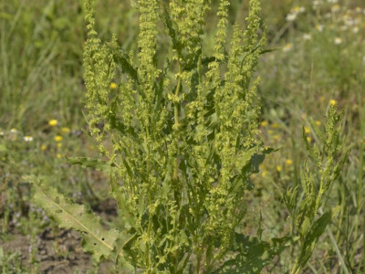 Fodros lórom (Rumex crispus)