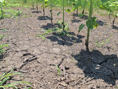 Gólyatöcs fészek, körülötte leszáradóban lévő belvizes szántó