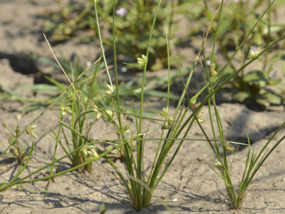 Henye káka kiszáradt talajfelszínen