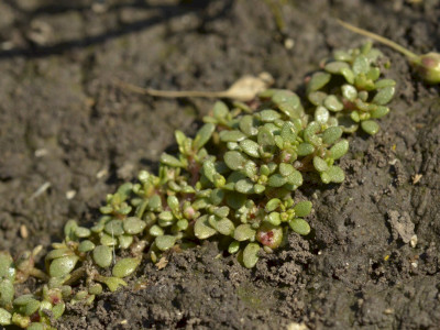 Magyar látonya parányi telepe friss iszapfelszínen