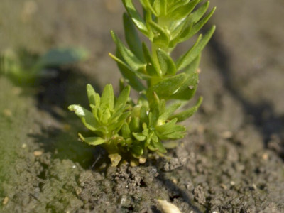 Pár centiméteres pocsolyalátonya növényke nedves felszínen