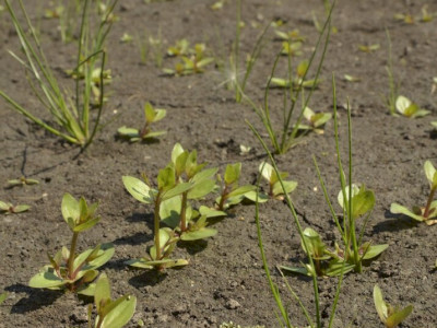 Iszapfű, magyar látonya és henye káka csíranövények