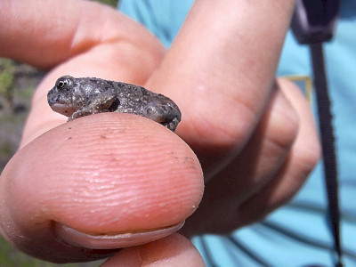 Frissen átalakult zöld varangy (Bufo viridis) példány