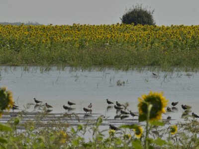 Pihenő bíbicek (Vanellus vanellus) napraforgó vetésben kialakult belvízfoltban Csány mellett