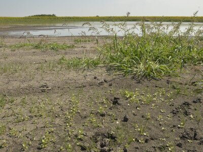 Apró iszapnövényzet (előtérben) és közönséges kakaslábfű (Echinochloa crus-galli) tömege nyílt felsz