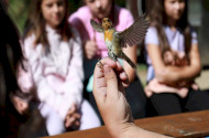 Júliusi madárgyűrűzés a Szitakötő háznál