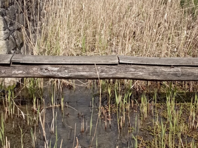 Kácsi-patak a beavatkozás (nádirtás) előtt