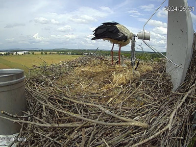 SnapShot-20240521_141725_herédi_fiók��k_a_fészekben